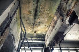 Best Residential Mold Inspection & Testing  in Estill, SC